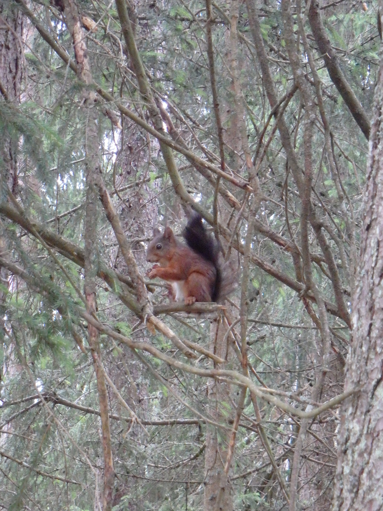  Squirrel